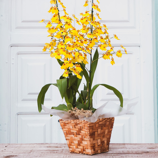Imagem de Orquídea Oncidium