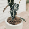 Imagem de Alocasia Vaso com Suporte