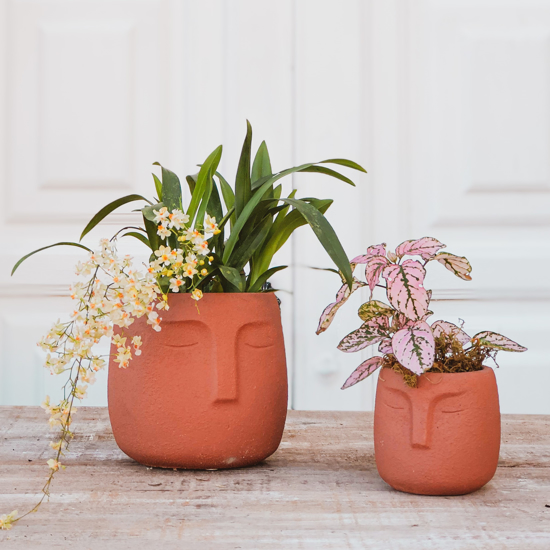 Imagem de Conjunto Planta Vaso Cabeça